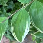 Polygonatum biflorum Leaf