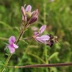 Cleome allamanii 花