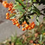 Pyracantha angustifolia Ffrwyth