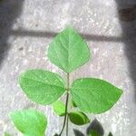Vigna radiata Levél