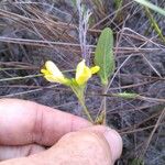 Eriosema simplicifoliumFlower