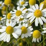 Matricaria aurea Fula