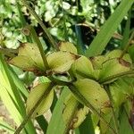 Lilium lancifolium Blad