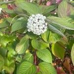 Cornus sericea Fruit