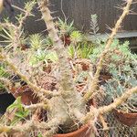 Pachypodium saundersii Plante entière