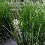 Carex vesicaria Hábito