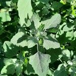 Chenopodium quinoa Leaf