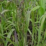 Panicum miliaceum Habit