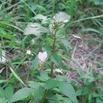 Cleome rutidosperma Blomst