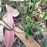 Centaurium erythraea Blatt