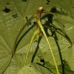 Quararibea cordata Blatt