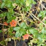 Lysimachia arvensisFlower