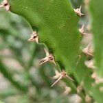 Euphorbia grandidens Corteccia