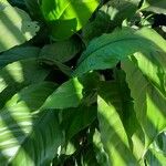 Spathiphyllum blandum Leaf