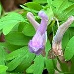 Corydalis pumila Flower