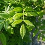 Wisteria frutescens Leaf