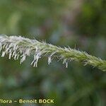 Sesleria argentea Muu