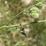 Torilis leptophylla Otro