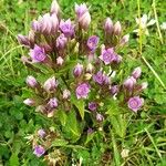 Gentianella rhaetica