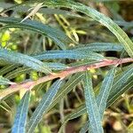 Salix rosmarinifolia Blad