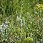 Inula oculus-christi 葉