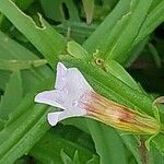 Gratiola officinalis Flower