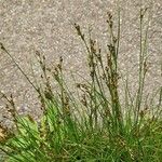 Juncus compressus Συνήθη χαρακτηριστικά