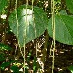 Macaranga vedeliana Habit