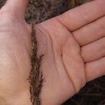 Calamagrostis epigejosBlomma