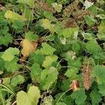 Heuchera villosa Elinympäristö