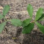 Synsepalum dulcificum Leaf