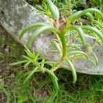 Portulaca pilosa Fuelha