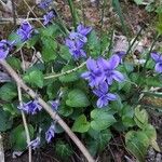 Viola × uechtritziana Habit