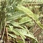 Verbascum speciosum Folha