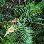 Blechnum australe 叶