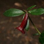 Rhododendron rubrobracteatum Fiore