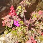 Geranium purpureum Blomst