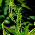 Microstegium nudum Flower