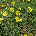Erysimum rhaeticum Habit
