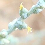 Caroxylon incanescens Flower