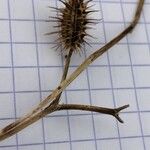 Caucalis platycarpos Mbuma