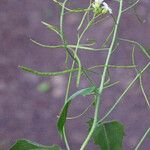 Arabidopsis cebennensis Mosusu