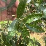 Lithraea molleoides Hoja