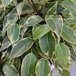 Ficus benjamina Feuille