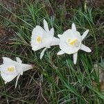 Narcissus cantabricus Flor