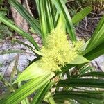 Scleria stipularis Flower