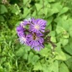 Lactuca alpina Flower