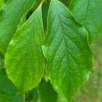 Stewartia rostrata Hoja
