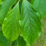 Stewartia rostrata Hostoa