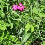 Dianthus giganteus Ліст